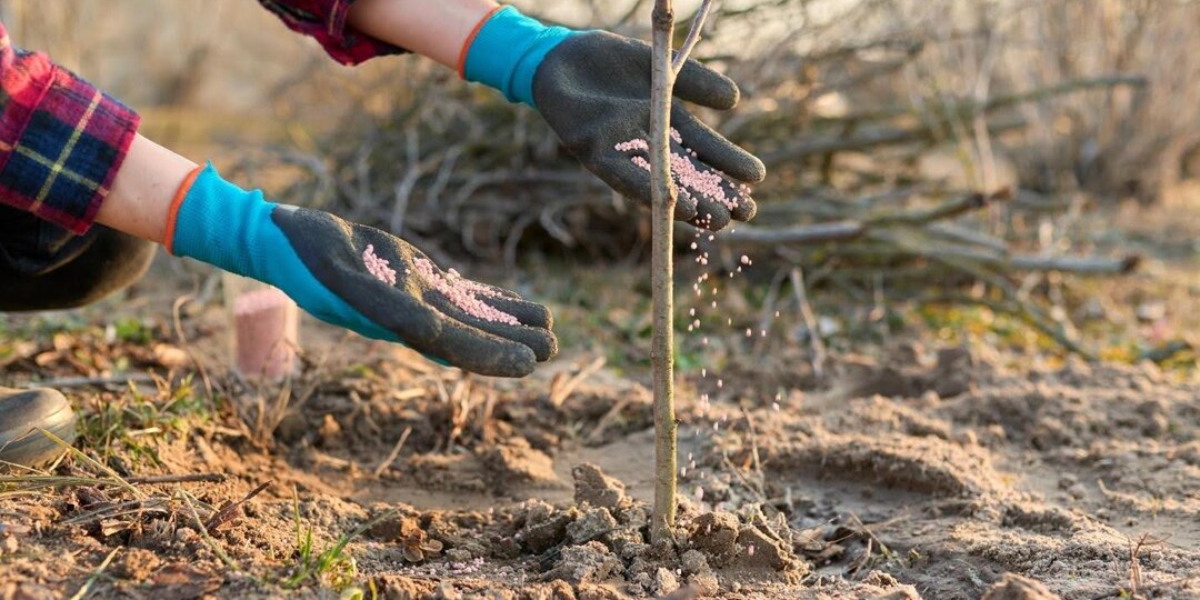 Чем подкормить плодовые деревья после схода снега: яблони, груши, вишни, сливы