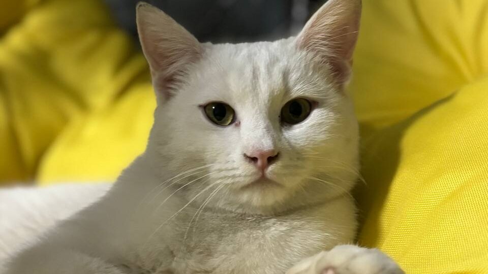 ПРОПАЛ КОТ! Помогите вернуть домой