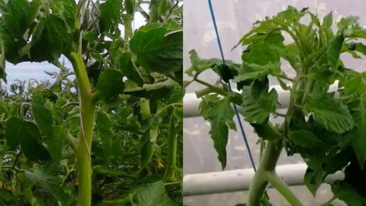 Так выглядит жирующий томат — ботвы валом, а толку ноль