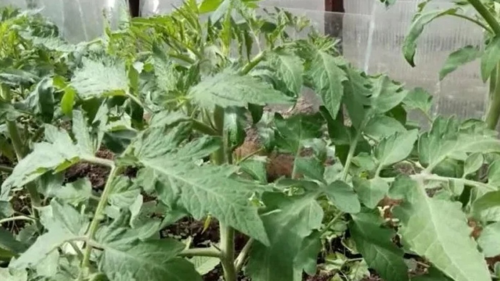 Жирующие томаты