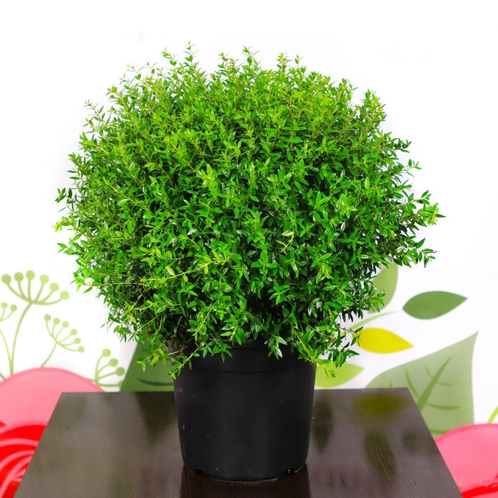 Источник яндекс картинки: https://ir.ozone.ru/s3/multimedia-1-k/7183485956.jpg