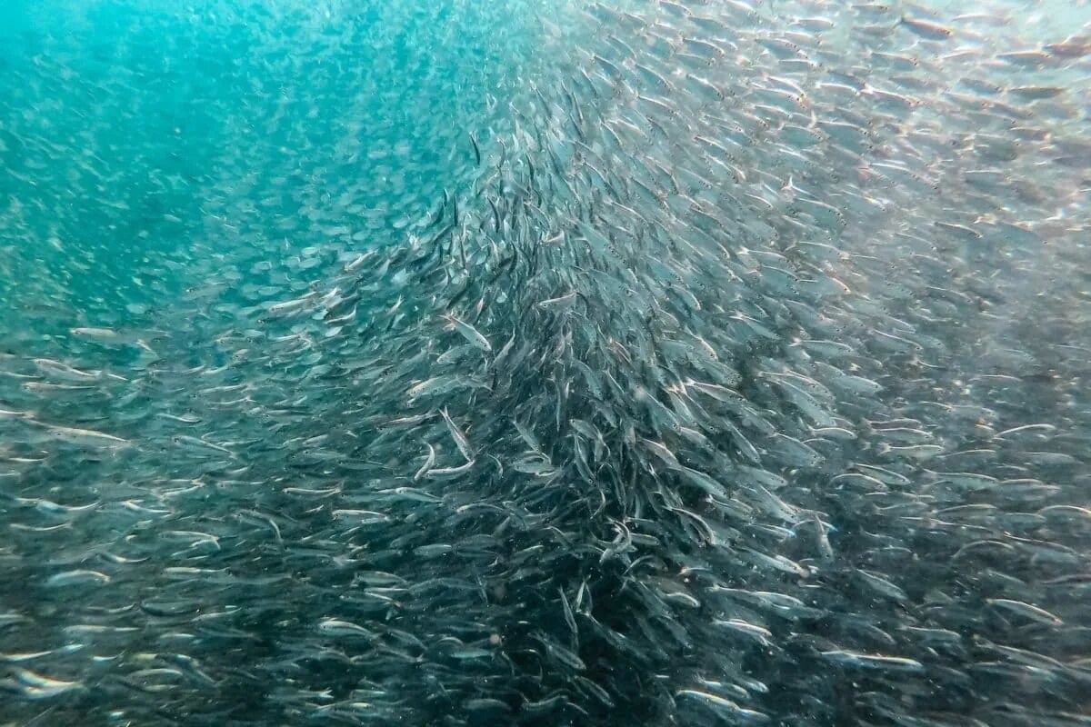 Фото с сайта: https://news.mongabay.com/2019/08/no-place-to-hide-for-illegal-fishing-fleets-as-surveillance-satellites-prepare-for-lift-off/