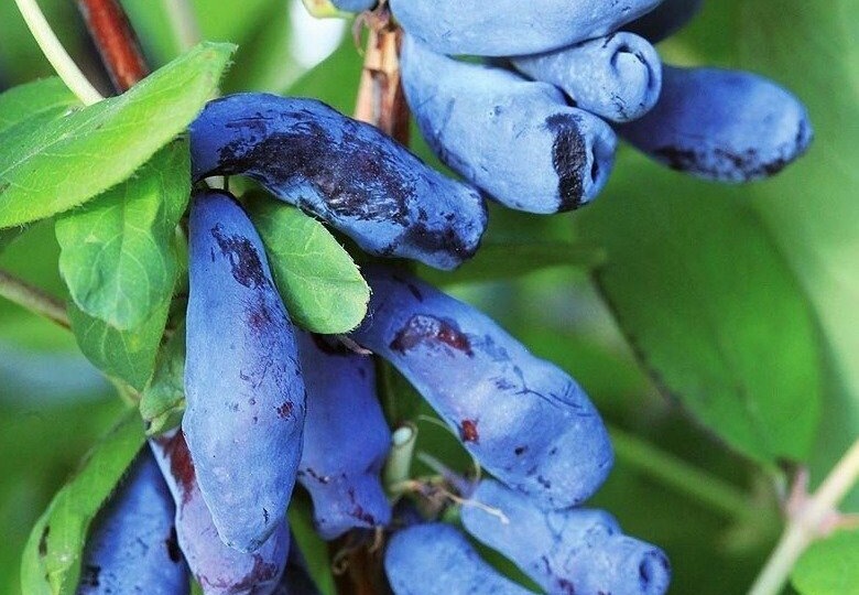 Чем подкормить жимолость после схода снега: минералы\органика\комплекс