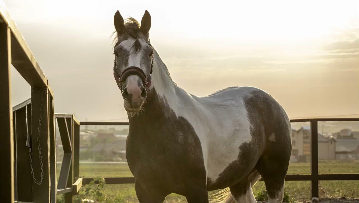 Фото взято из открытого источника.