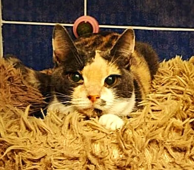 Маруся в ветклинике