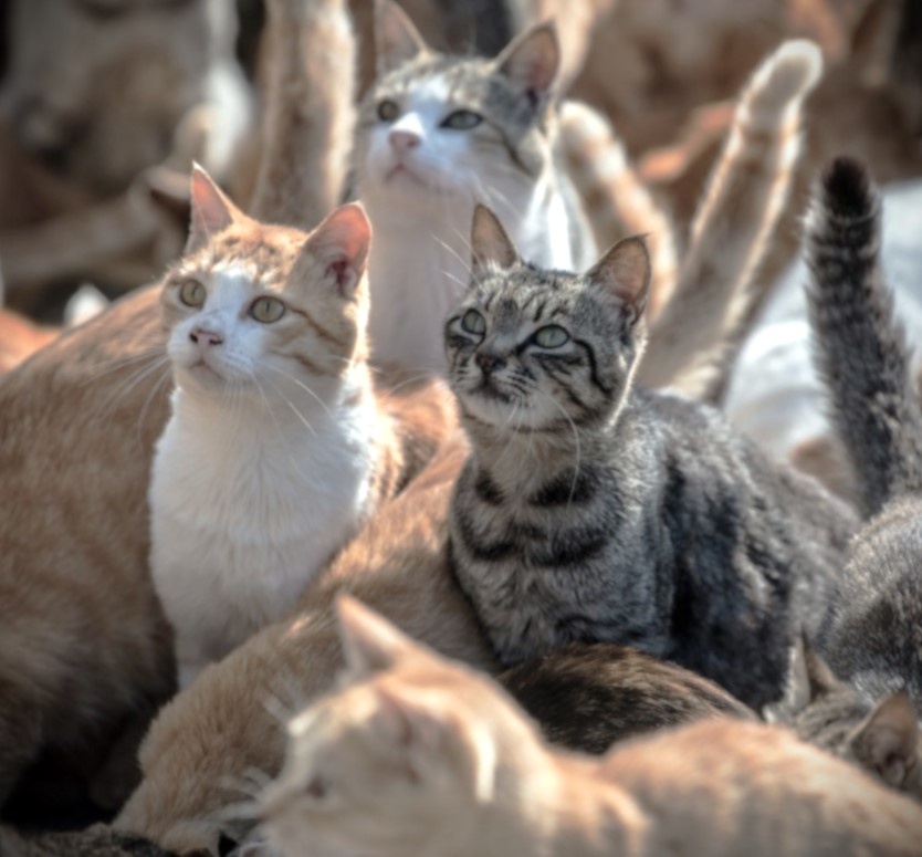 Фото мы взыли инета, всех вместе кошек никак не удаётся сфоткать. Но это выглядит приблизительно так...