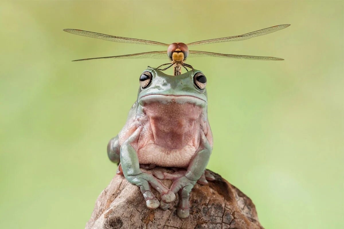 Фото с сайта: https://betterbe.co/fr/vie/plus-belles-photos-monde-animal/