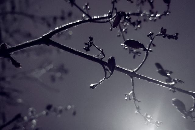    Ледяной дождь — явление завораживающее, но пагубное для людей и инфраструктуры. Фото: АиФ