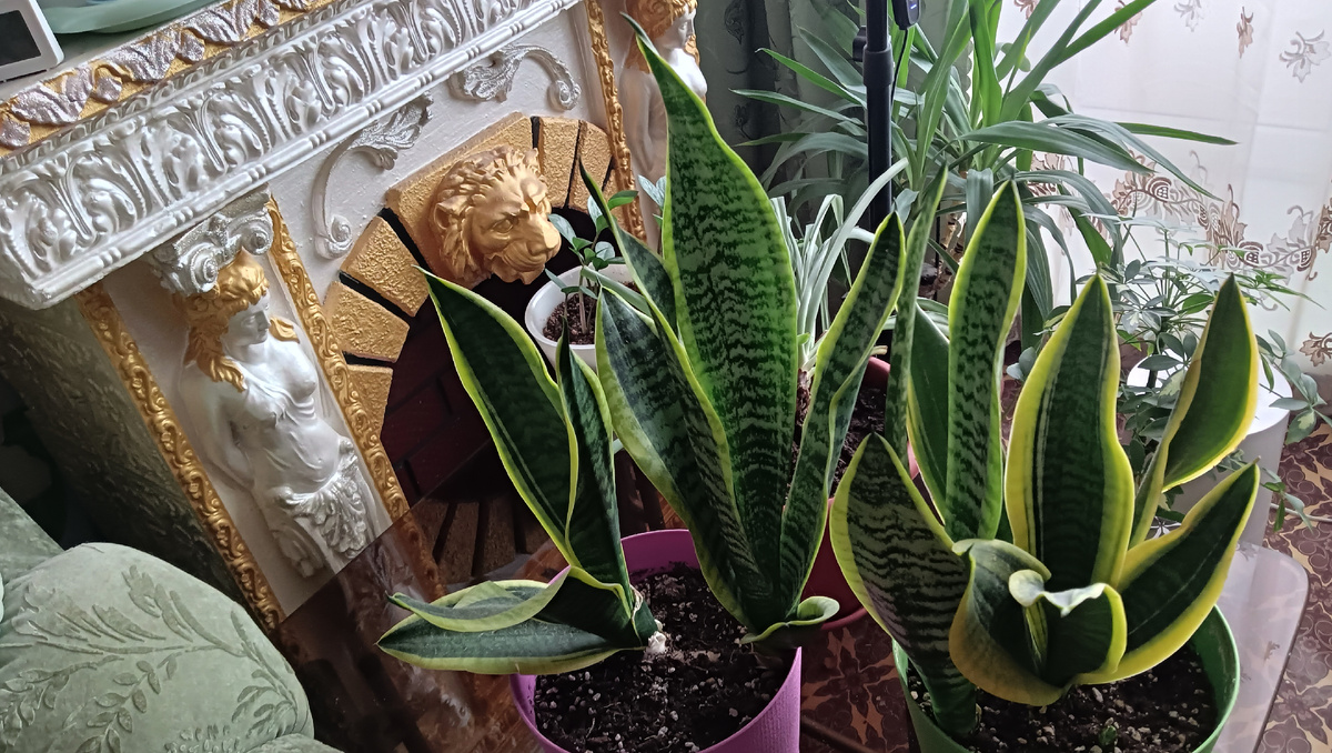 Сансевиерия Лауренти 