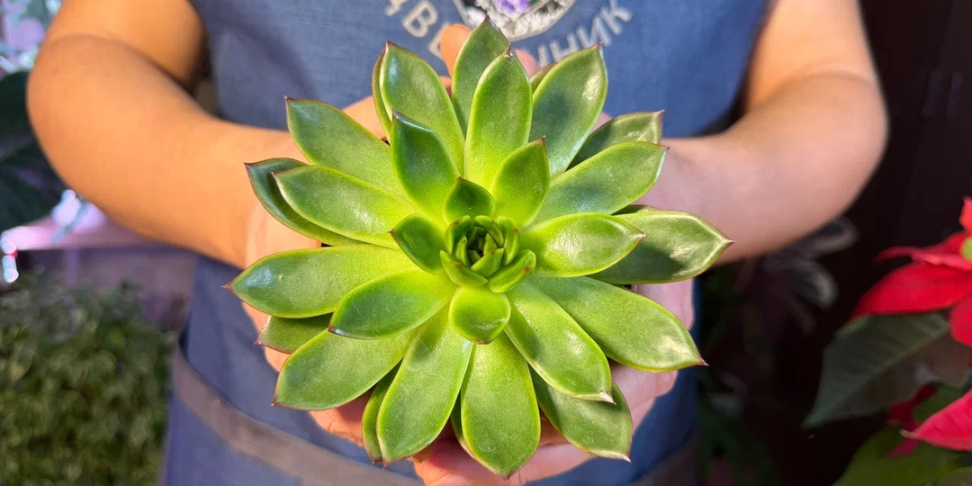 Тайна 5 лет раскрыта: как выглядит Антон - цветочник на самом деле