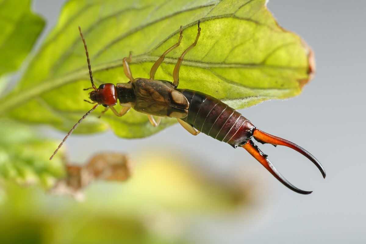 Фото с сайта: https://hoabenjamin.blogspot.com/2022/05/how-to-get-rid-of-earwigs-in-your-house.html