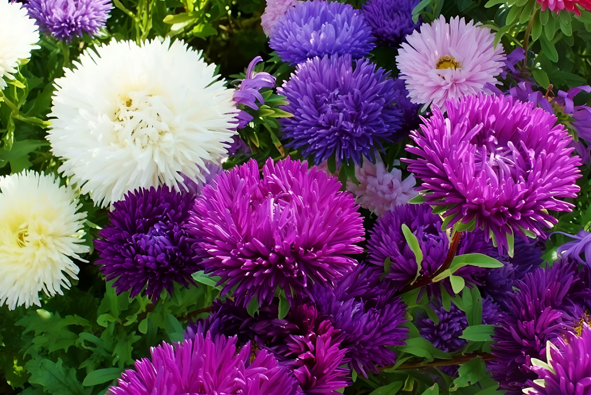 Когда и как сеять астры на рассаду: простая и подробная инструкция для каждого цветовода. 