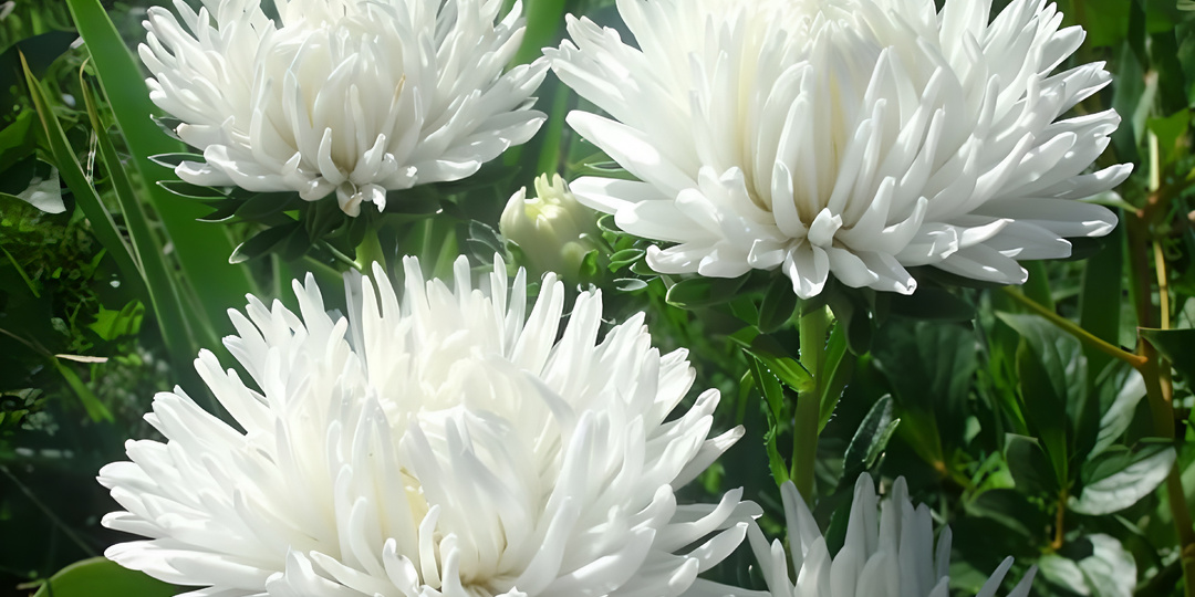 Когда и как сеять астры на рассаду: простая и подробная инструкция для каждого цветовода