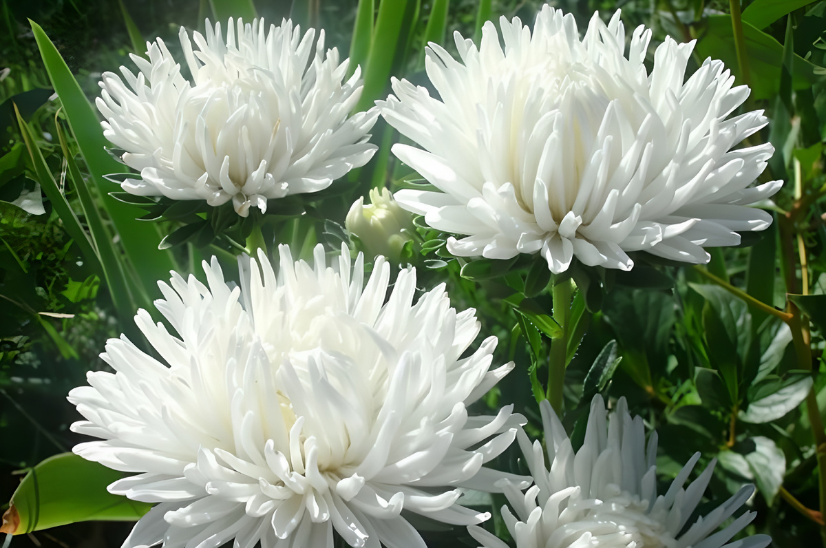 Когда и как сеять астры на рассаду: простая и подробная инструкция для каждого цветовода. 