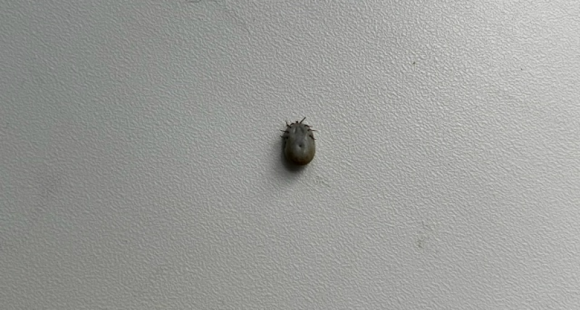    Фото из архива "Про Города Сыктывкар"