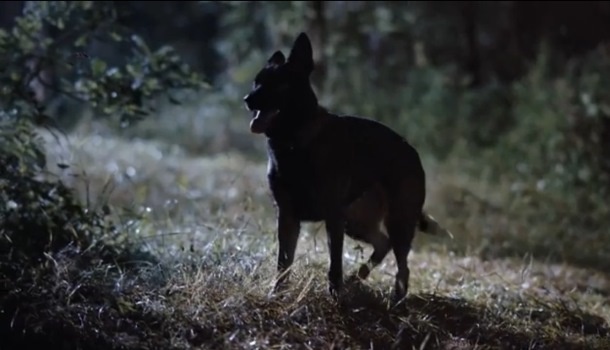 одержание серий сериала «Солдат по кличке Рекс» (2026)