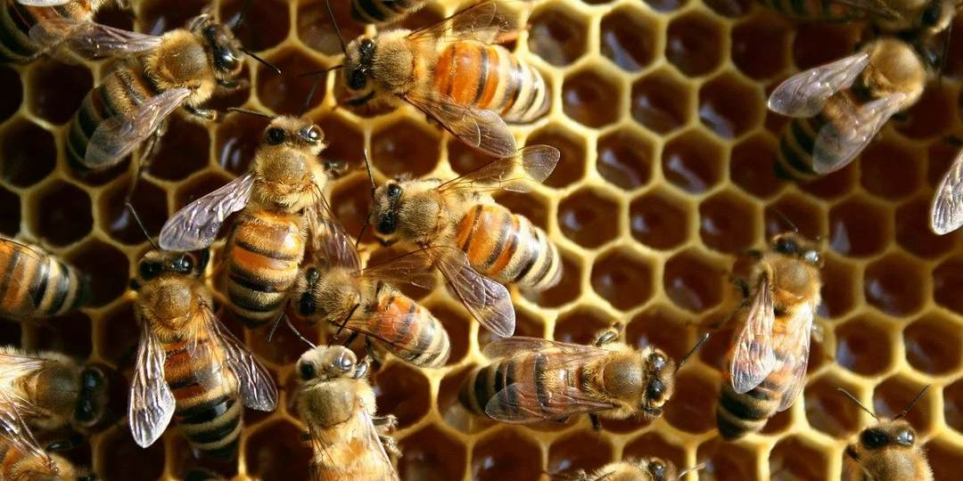 Весенний уход за пчелами для начинающих