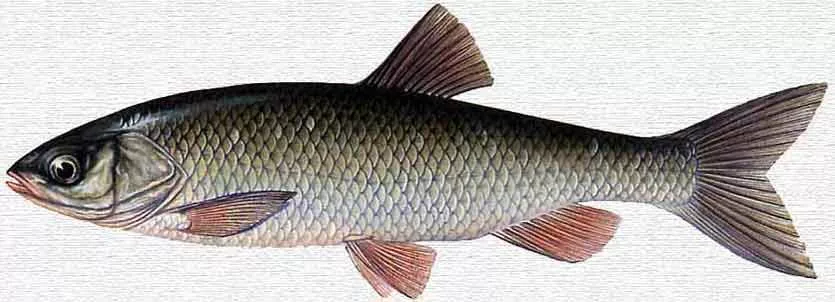 Афипская калинка