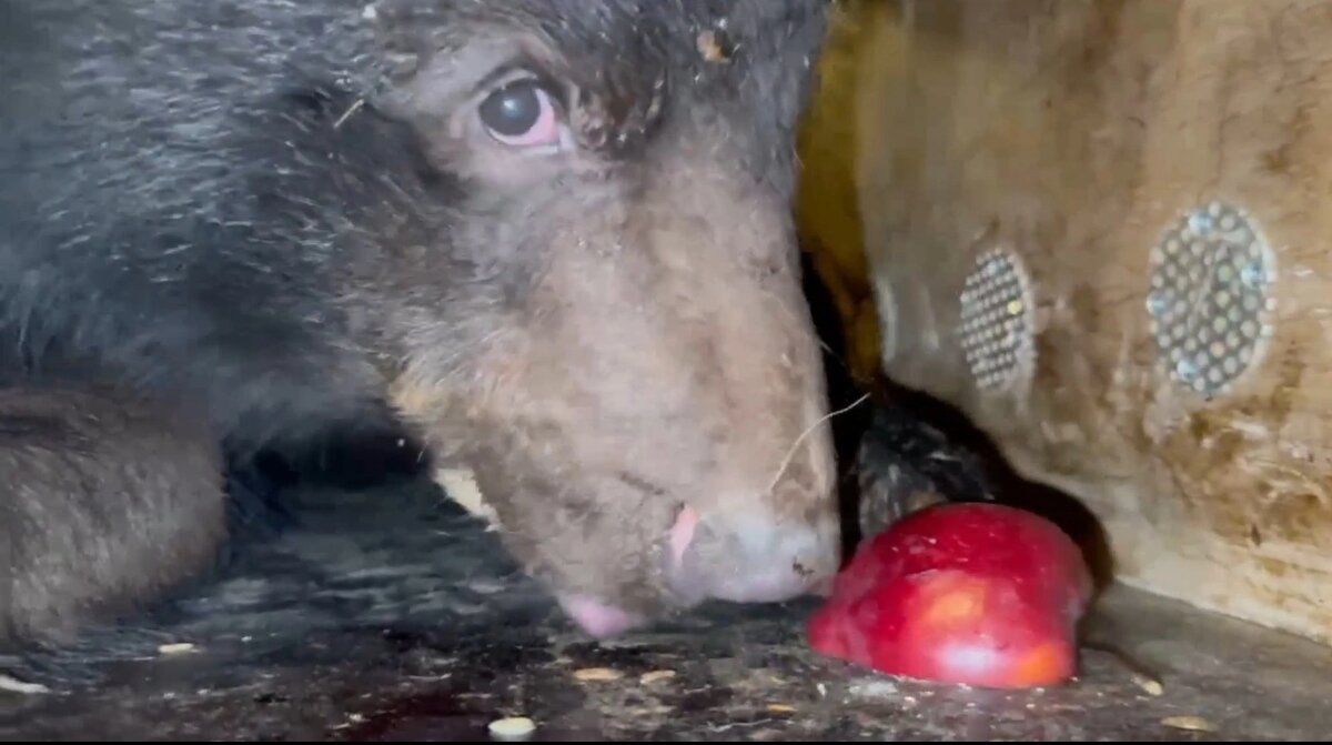    Фото: Юный парк птиц "Малинки"