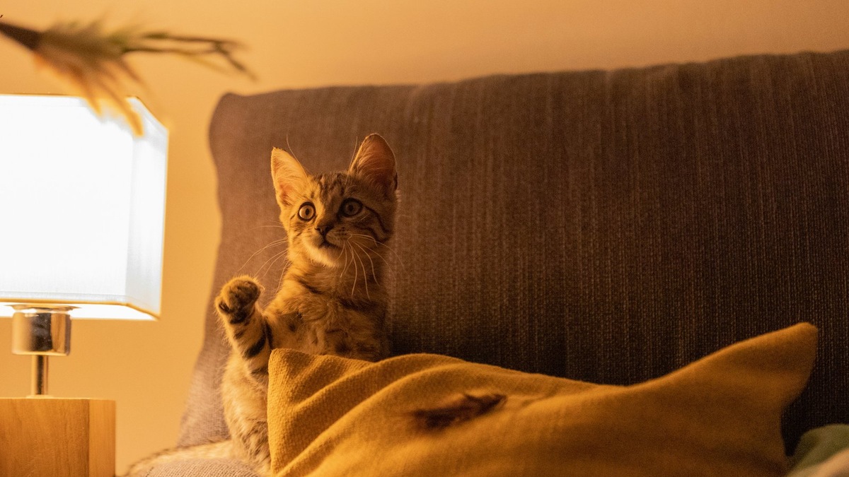    Выставка «Мартовский кот» откроется в Твери в конце февраля