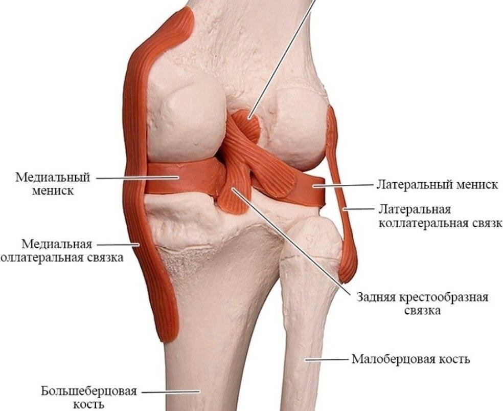 на изображении показана анатомия коленного сустава