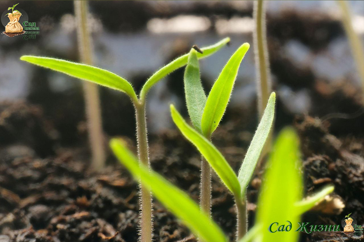 Семядоли — это «запас питания» внутри семени, а не сигнал срочно подкармливать
