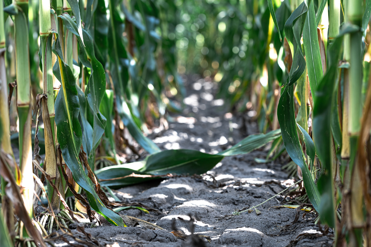 Широкие незасеянные промежутки