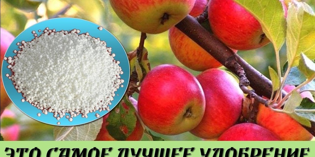 Лучшие подкормки для яблони на вашем участке с весны и до осени