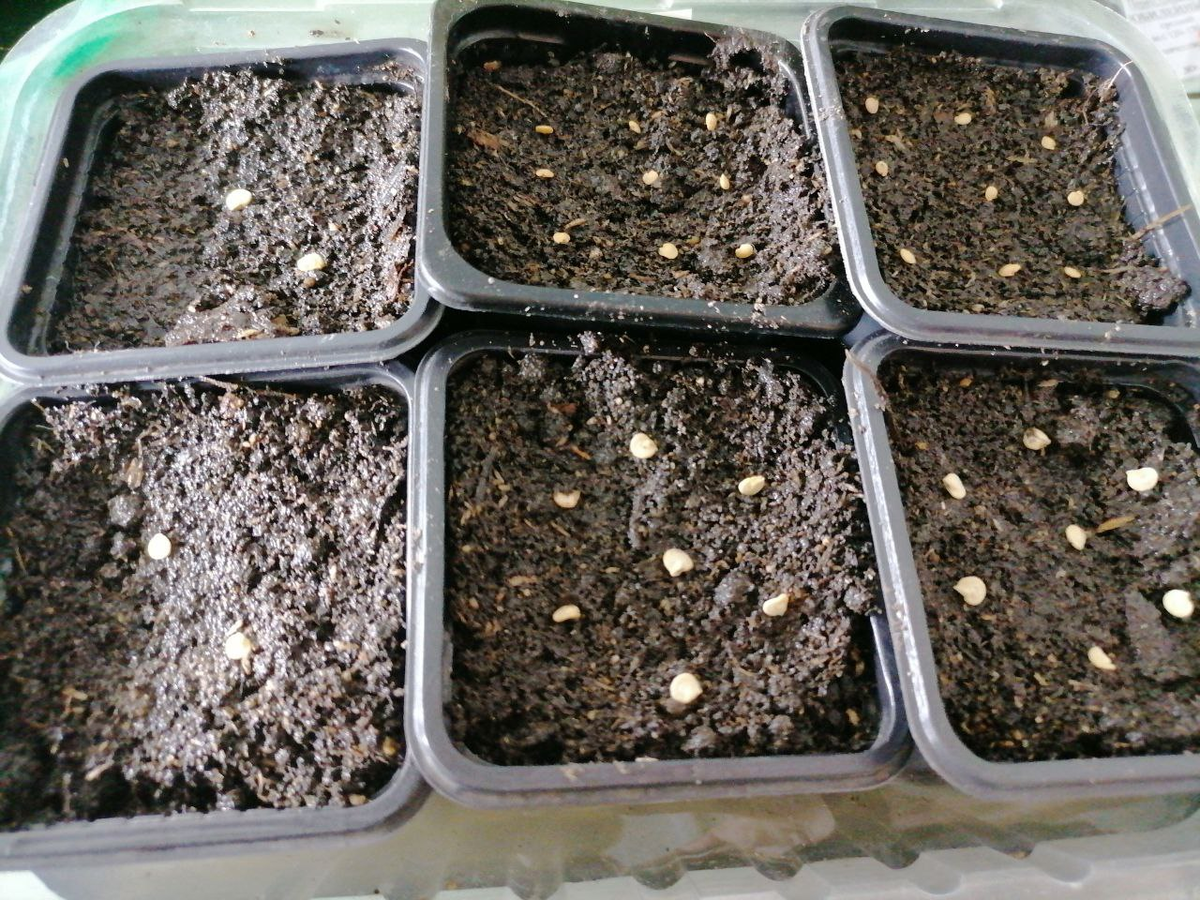 В горшочках разные сорта, подписываю; любимых больше, пробных меньше, фото автора