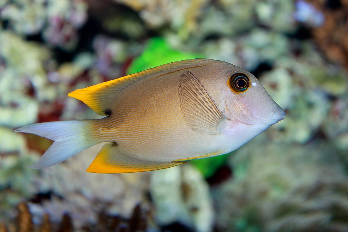 Фото с сайта: https://commons.wikimedia.org/wiki/File:Ctenochaetus_tominiensis.jpg