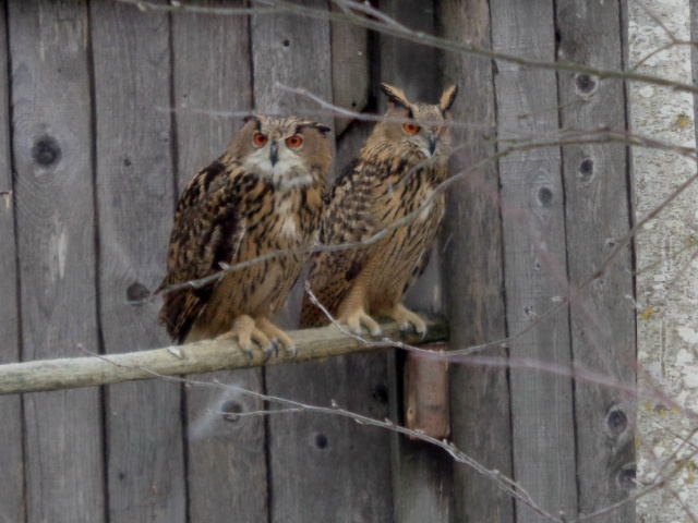 Пернатые кошки