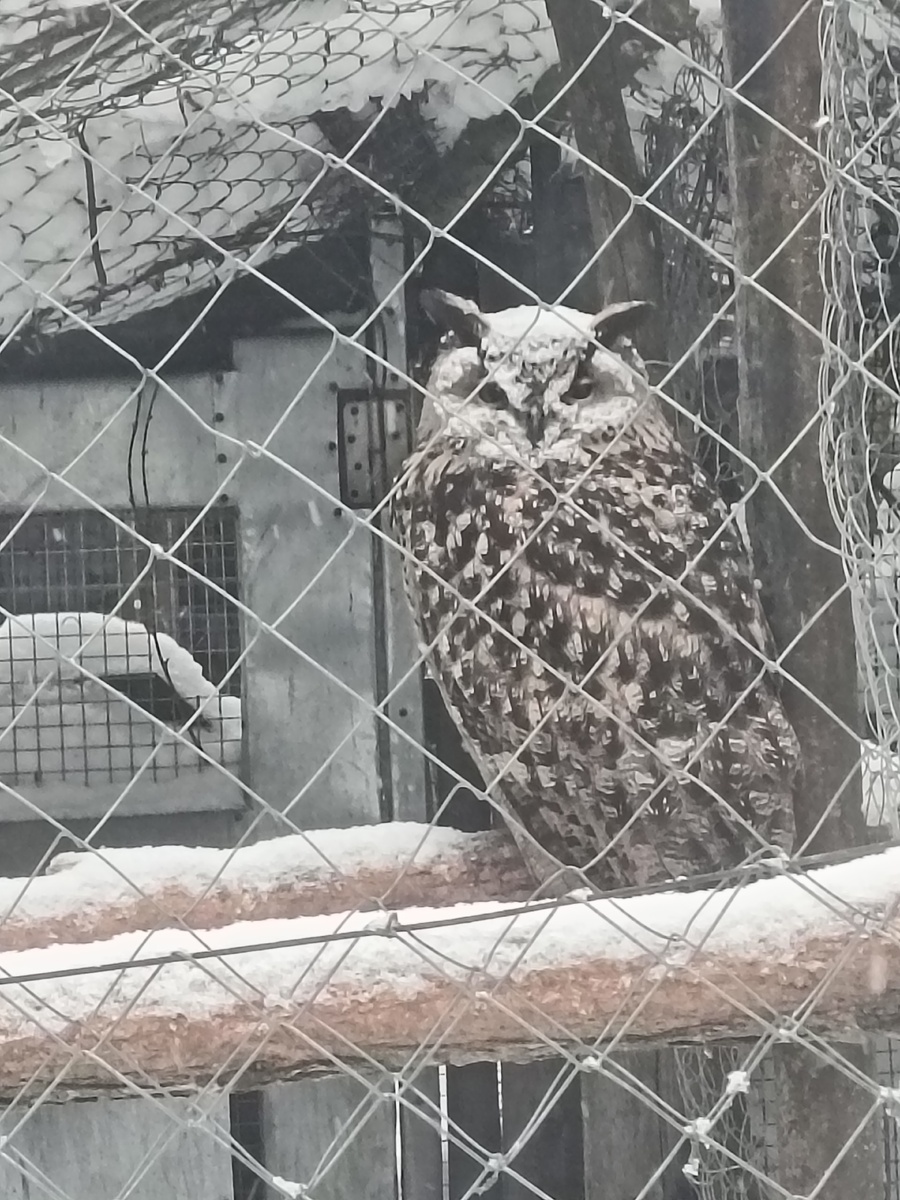 На улице валит снег, но скрываться в домике филины не собираются