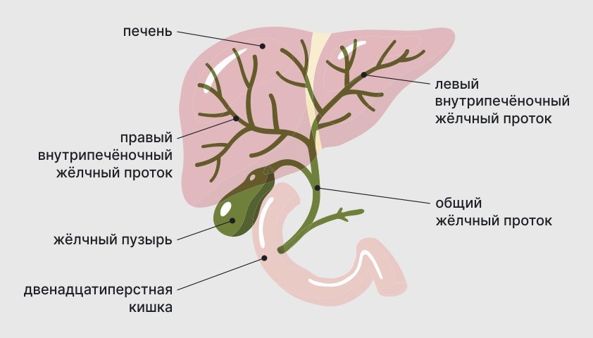 Желчный пузырь - основные причины заболеваний, явные признаки нездоровья и как наладить его работу