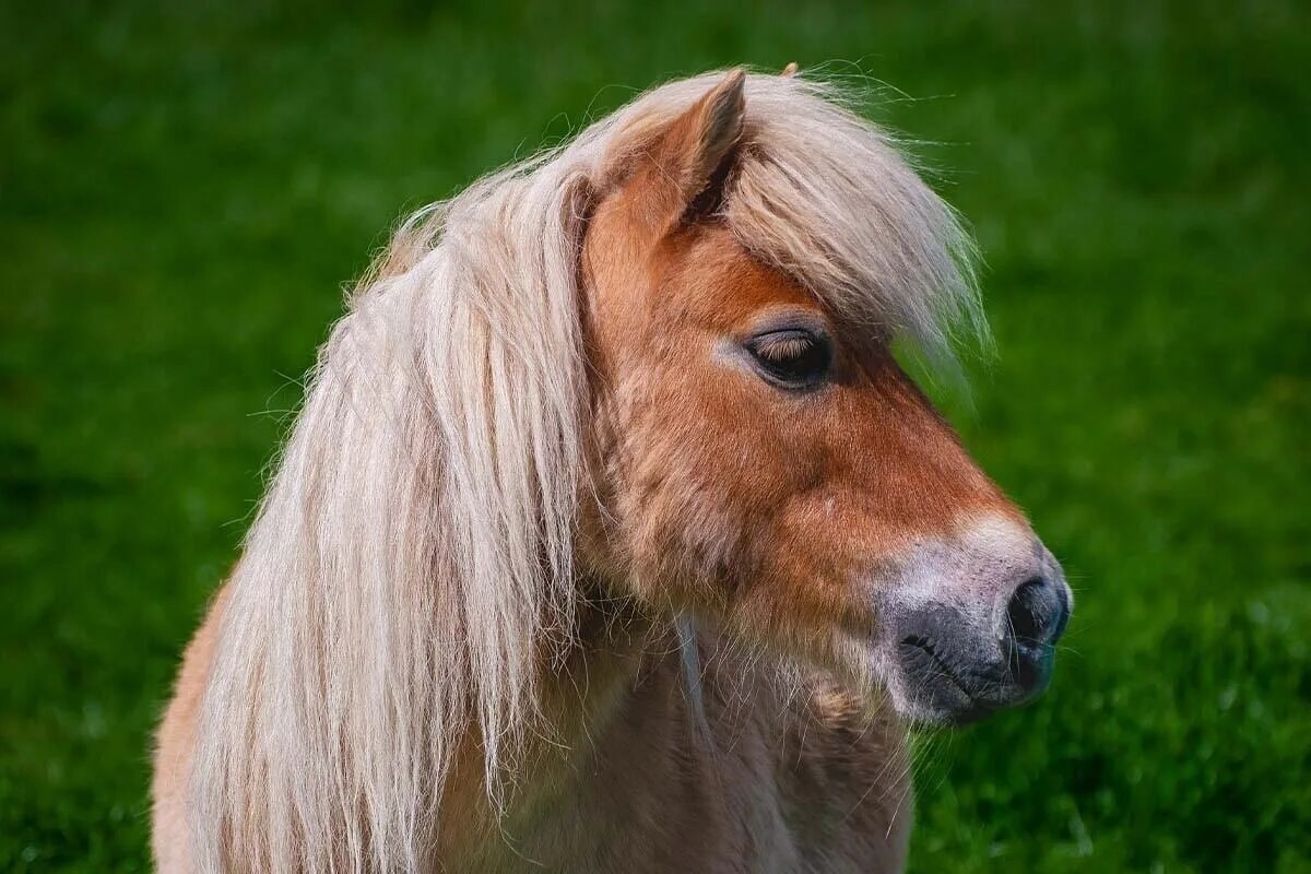 Фото с сайта: https://www.peta.de/themen/minipferd/