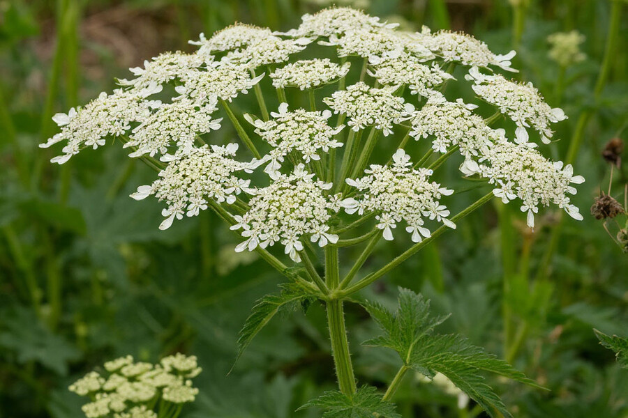    Фото: коллаж RuNews24.ru