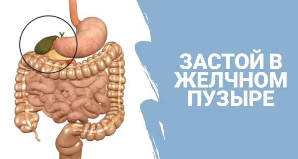 Какие продукты вызывают застой желчи
