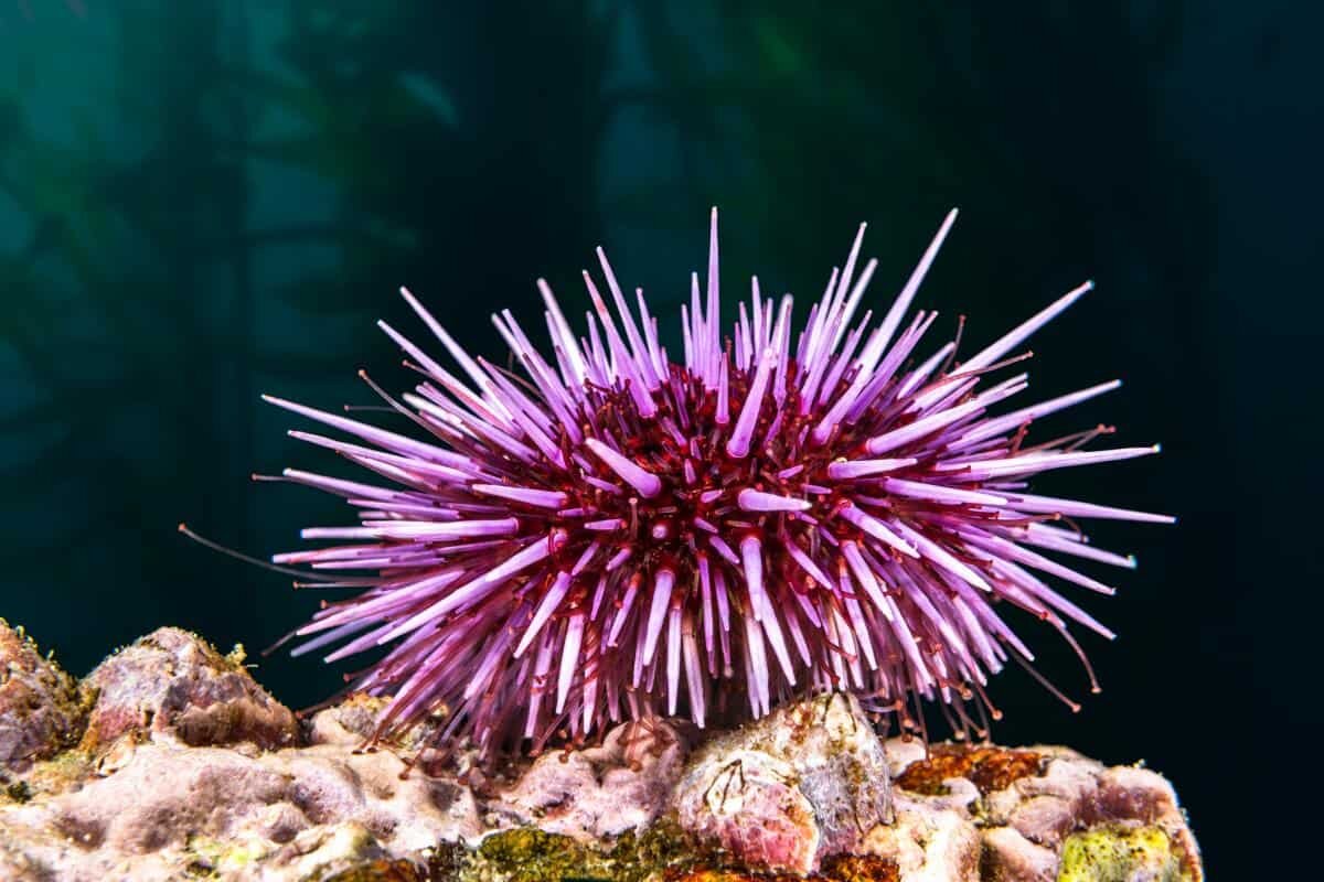 Фото с сайта: https://storage.googleapis.com/ddbbozyzublome/pin-cushion-urchin.html