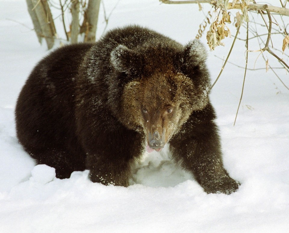    Хищник напал на человека на горе Малый Ямантау. Максим ШИПЕНКОВ