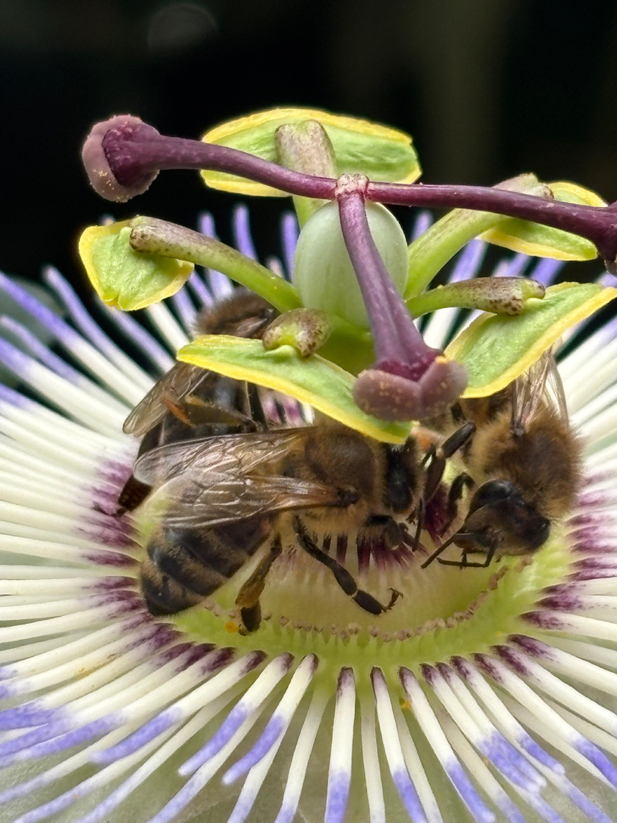 Кто знает, что это за цветок?