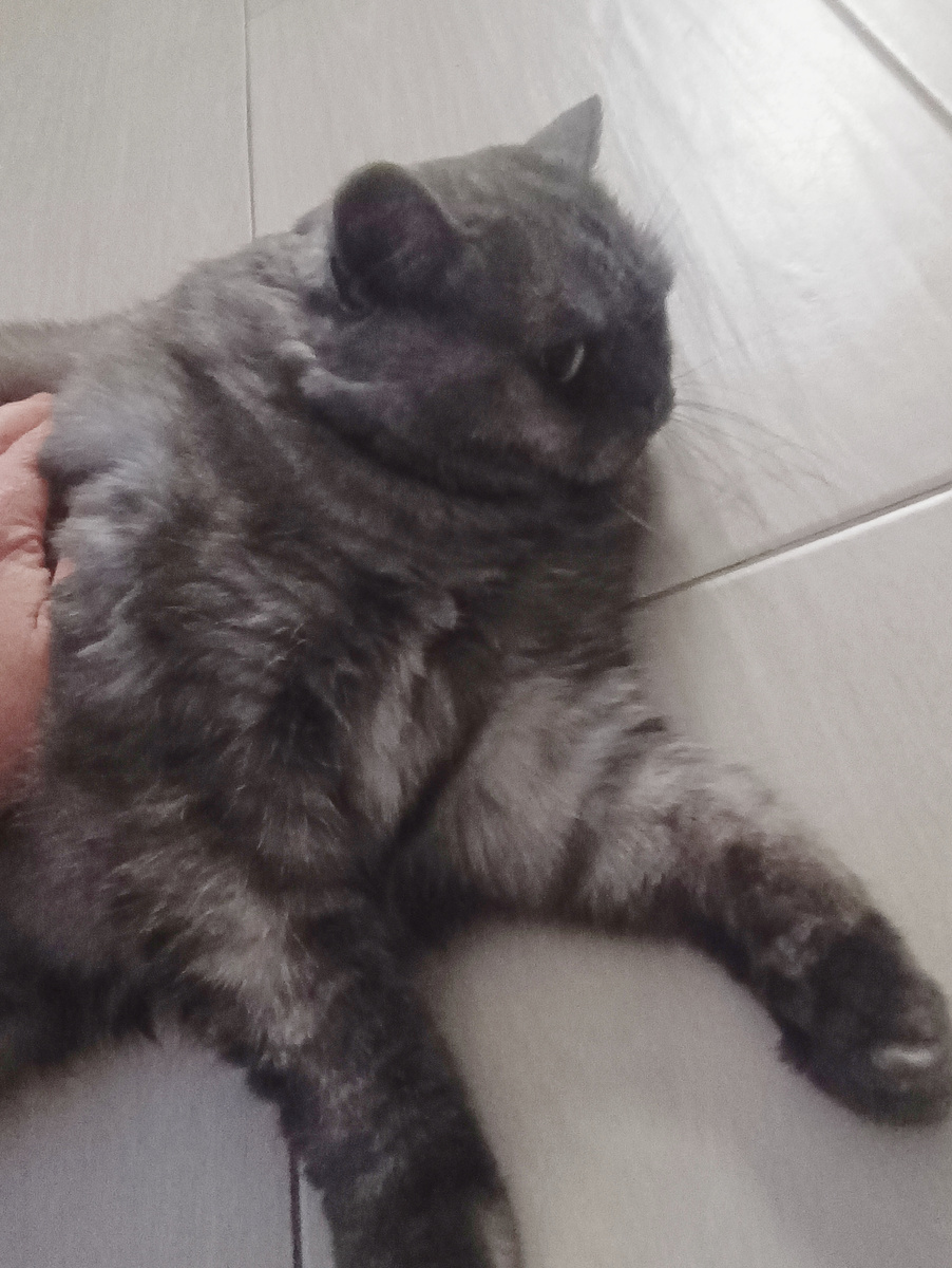 Коша сегодня хвостиком за мужем ходит. Тоже, видимо, поздравляет. Как может 🤩