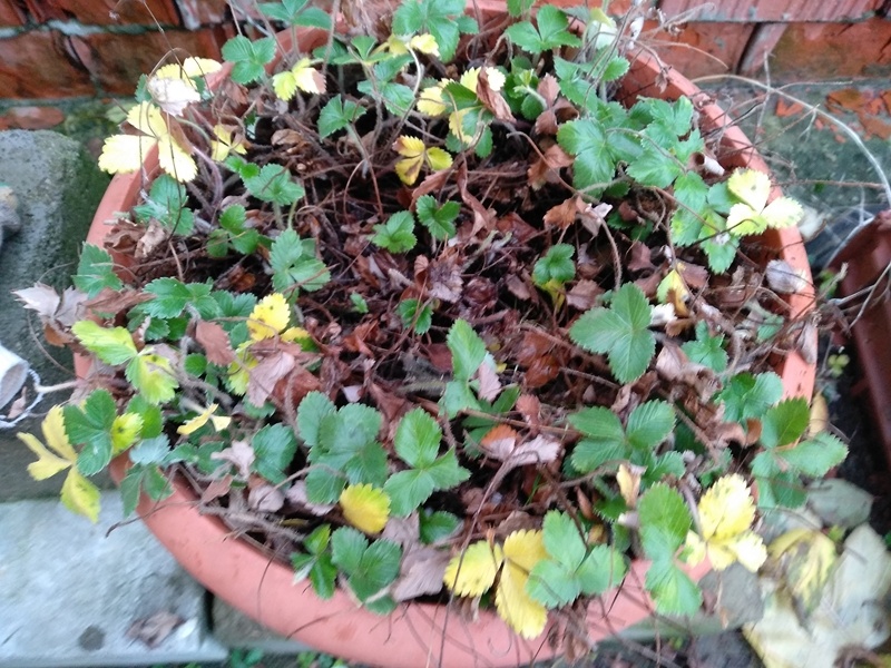 Вполне зеленеющий вид