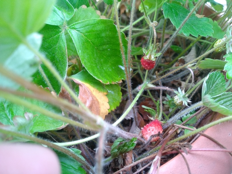 19 мая 2025 года Первый урожай