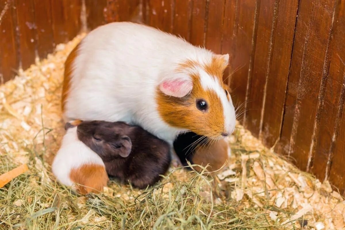 Фото с сайта: https://oddlycutepets.com/pregnant-guinea-pig/