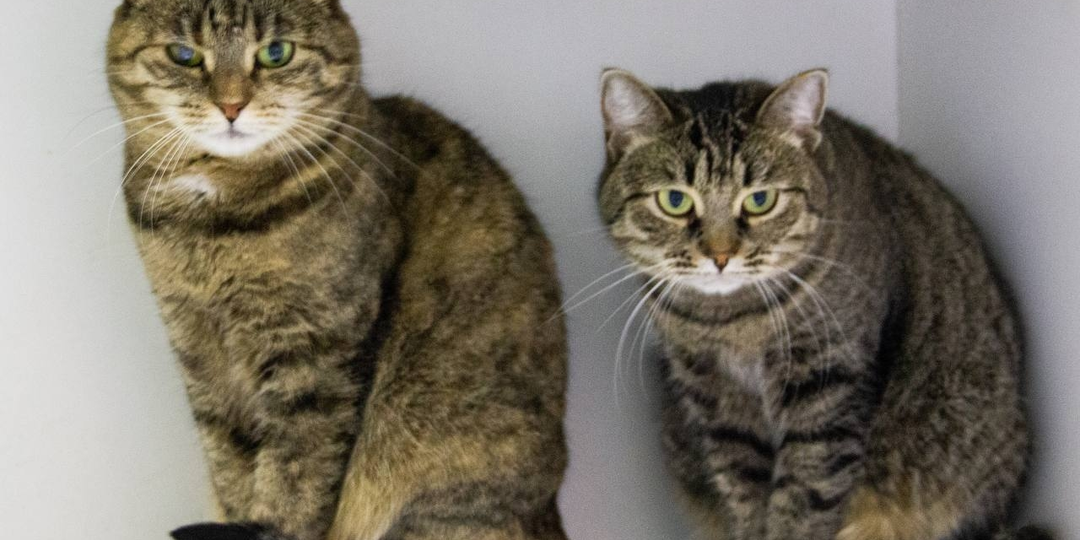 🐈Алиса и Тамиша🐈