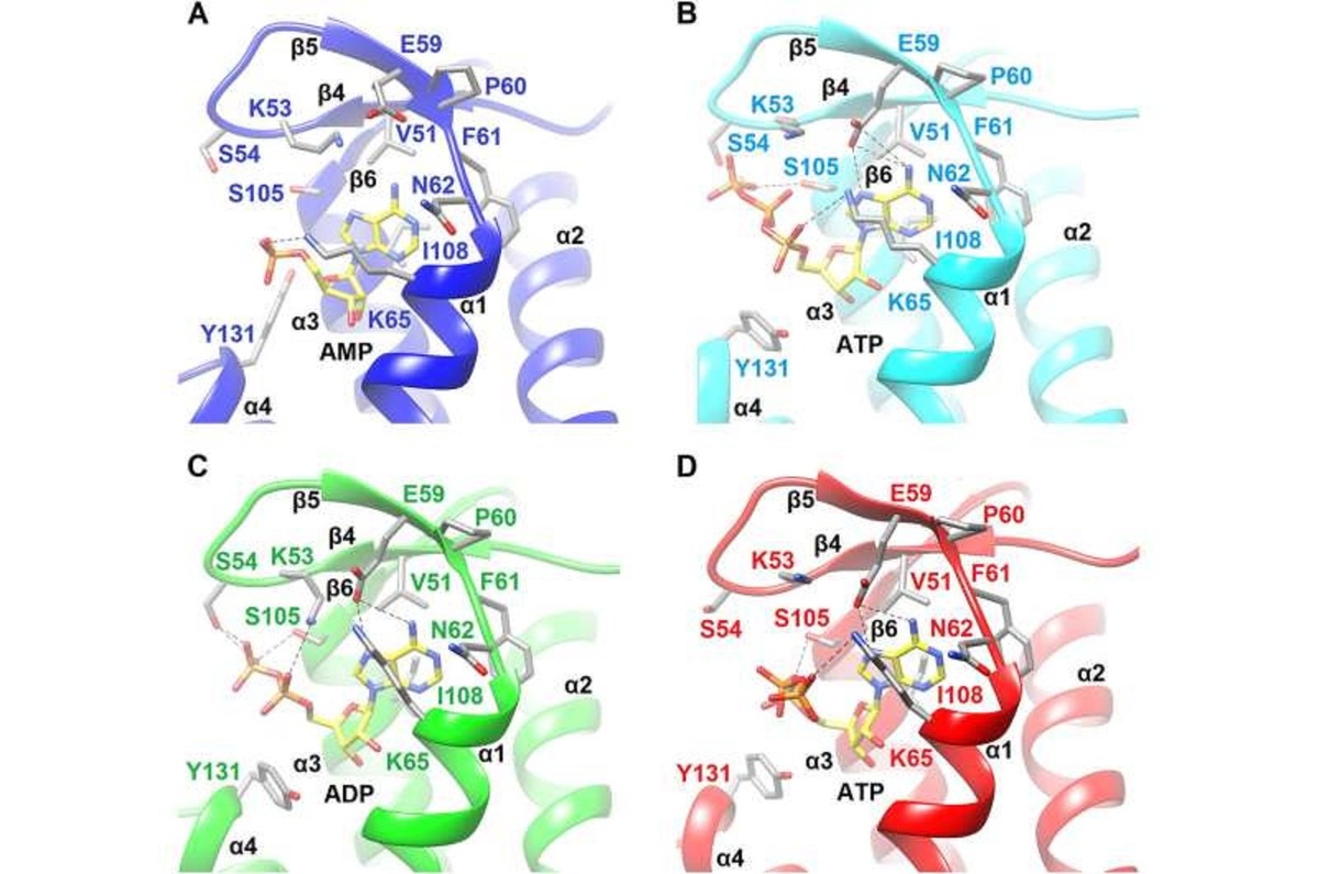    Связывание нуклеотидов с белком NrdR