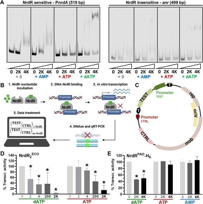    Профили нуклеотид-зависимой активности белка NrdR как мишени селективного ингибирования специфическими антибиотиками нового поколения.