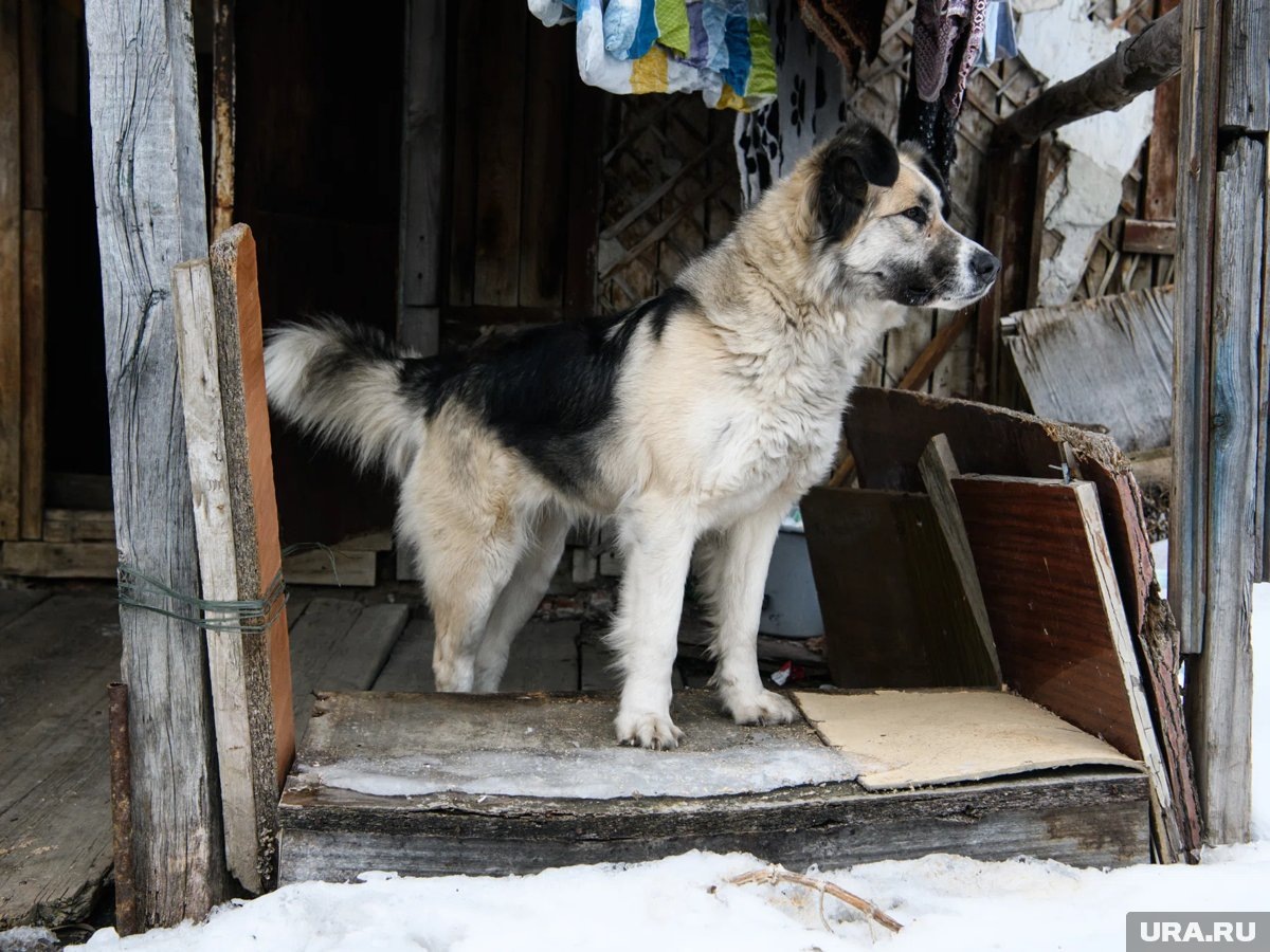     Курьер укрыл пледом местную собаку по кличке Додобоня (фото из архива)
