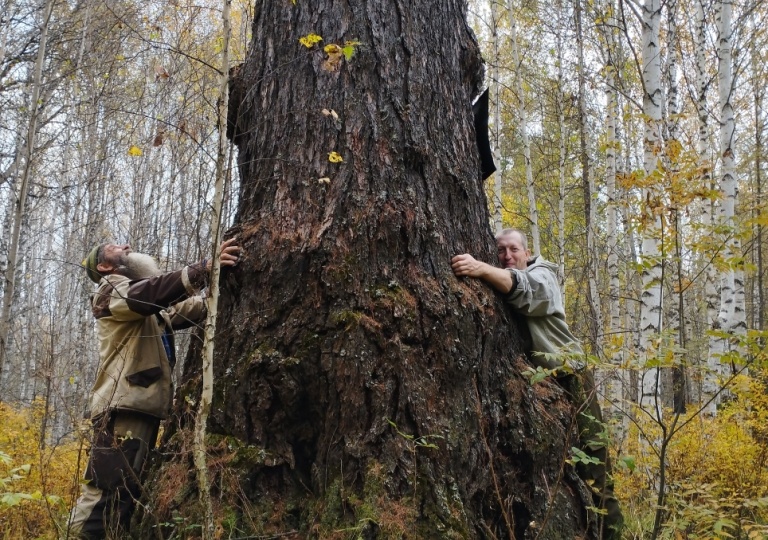 Седельниковская лиственница – памятник живой природы