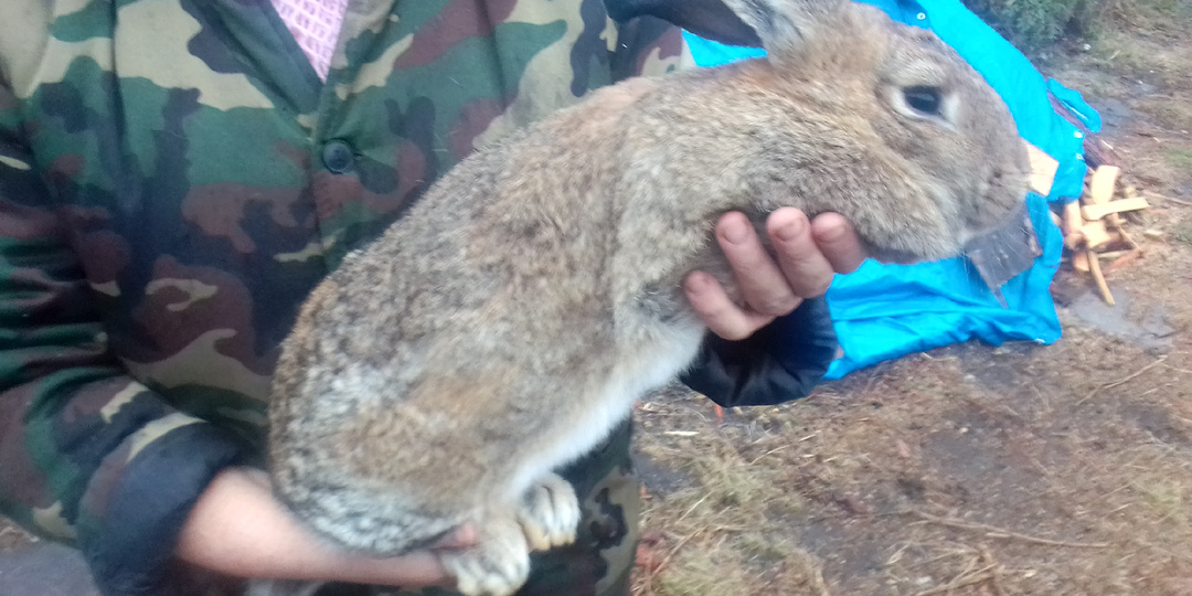 Переезд в деревню. Кролики.
