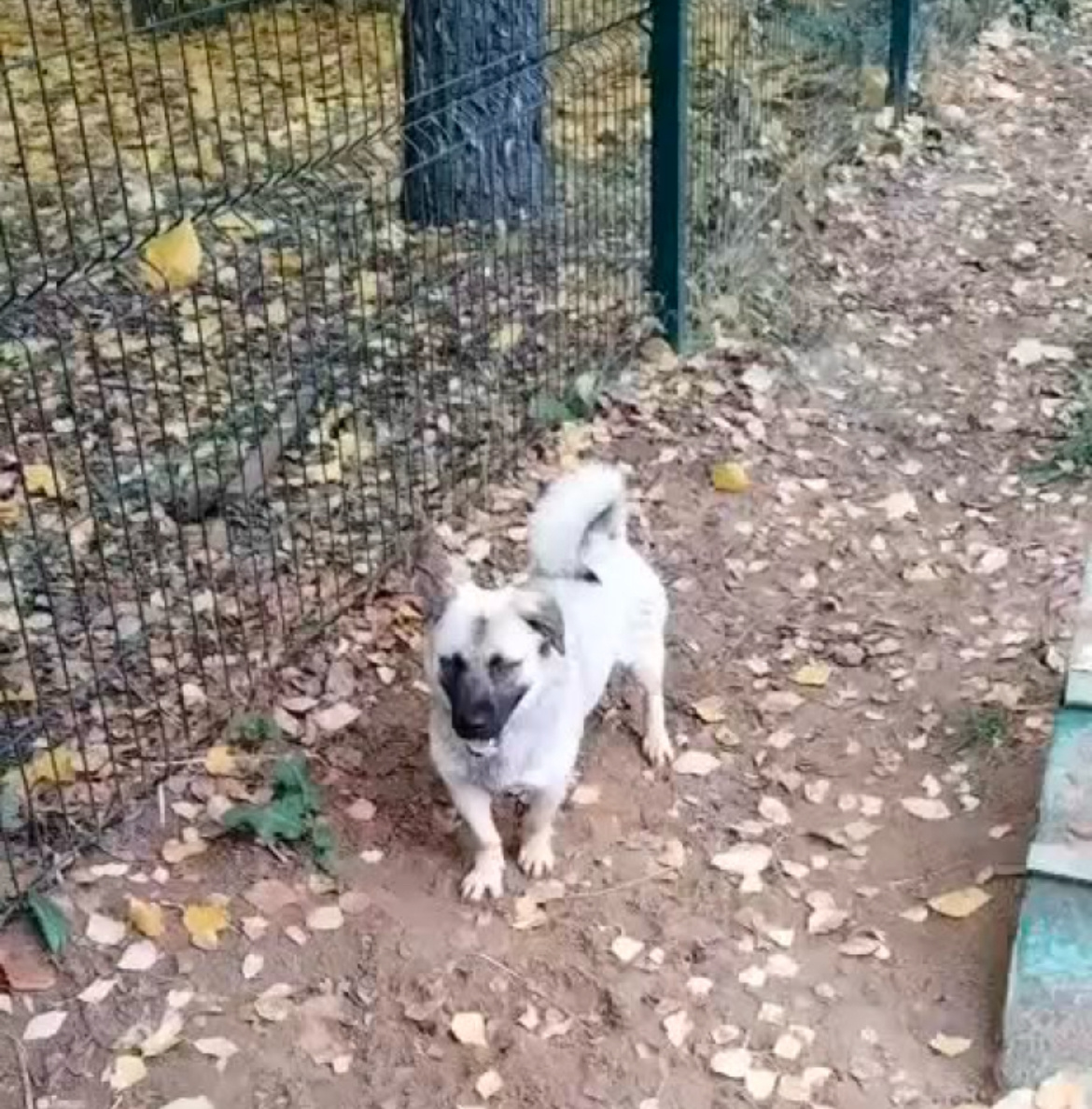 Розочка на прогулке 